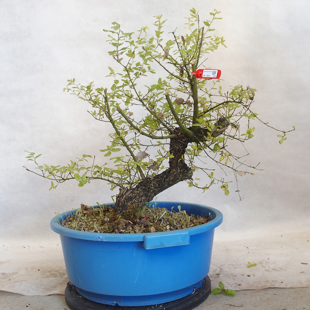 Freilandbonsai Quercus Cerris - Eiche Cer