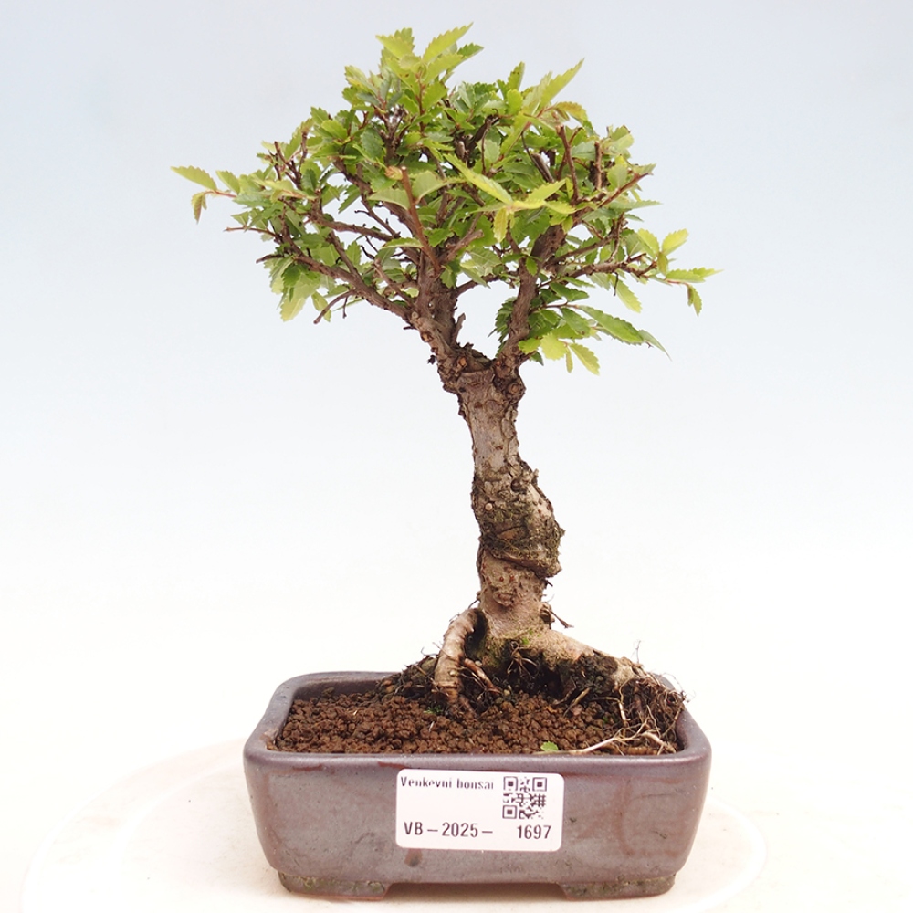 Bonsai im Freien - Zelkova - Zelkova NIRE