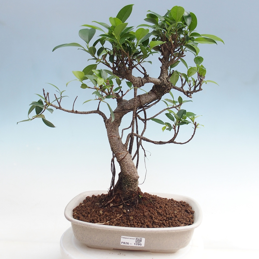 Zimmerbonsai - Ficus kimmen - Kleinblättriger Ficus