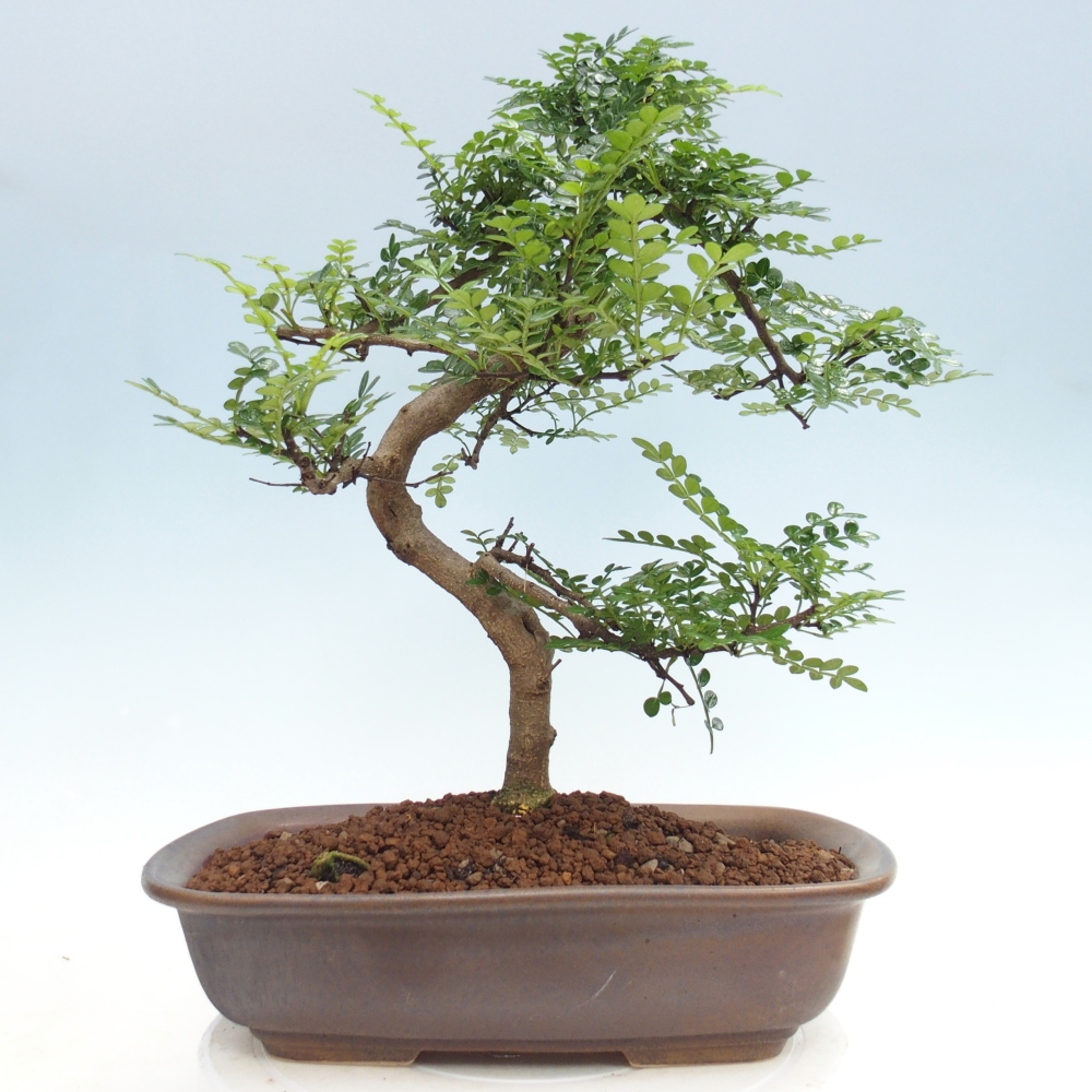 Zimmer Bonsai - Zantoxylum piperitum - Pfefferbaum