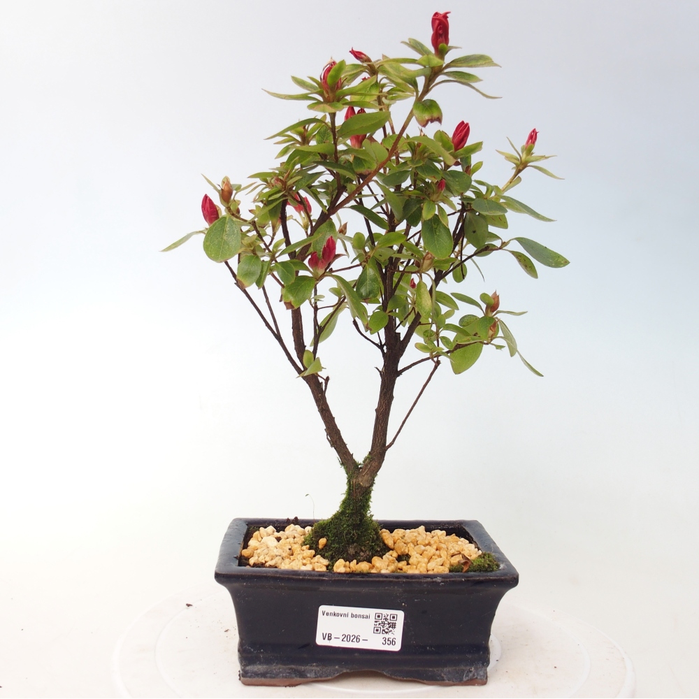 Bonsai für draußen - Japanische Azalee - Azalea sp.