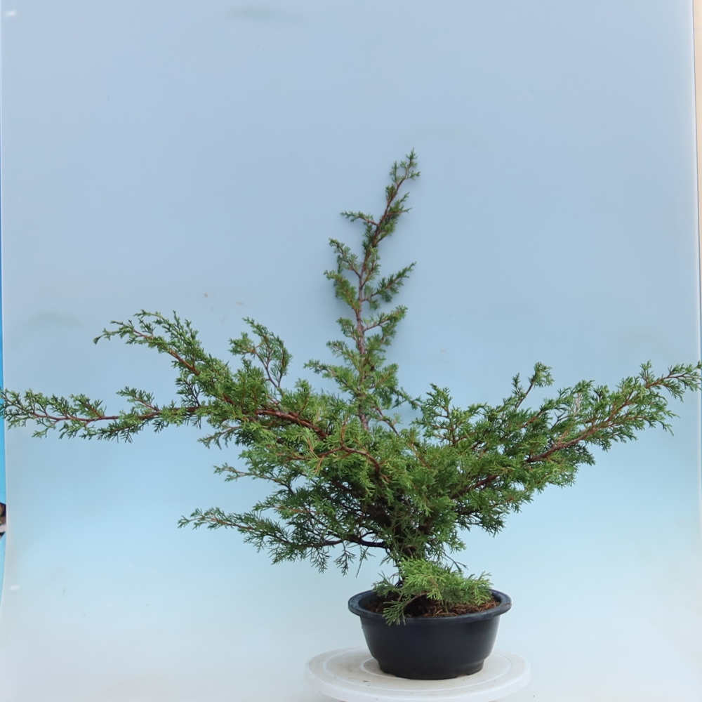 Bonsai für den Außenbereich – Juniperus chinensis Itoigawa – Chinesischer Wacholder