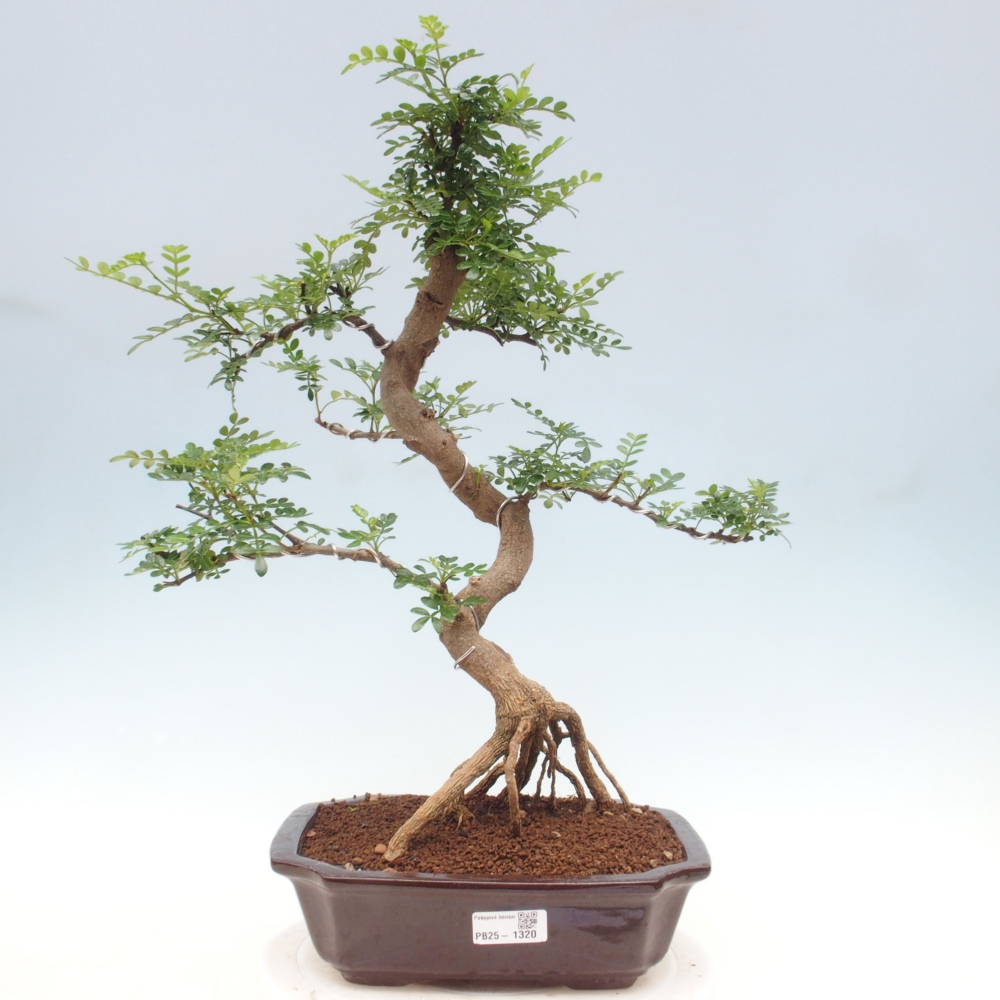 Zimmerbonsai - Zantoxylum piperitum - Pfefferminze