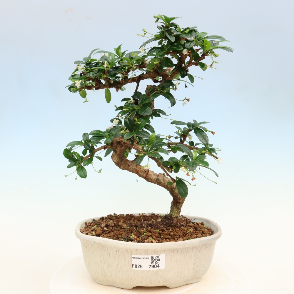 Zimmer-Bonsai - Carmona macrophylla - Tee-Fuki