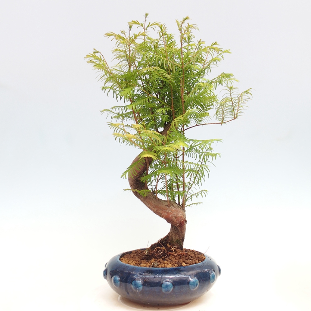 Bonsai im Freien - Metasequoia glyptostroboides - Chinesischer Metasequoia
