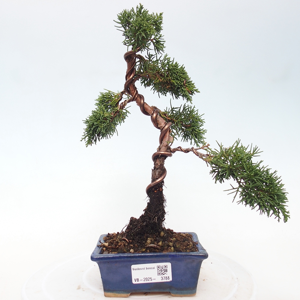Bonsai für draußen - Juniperus chinensis Kishu