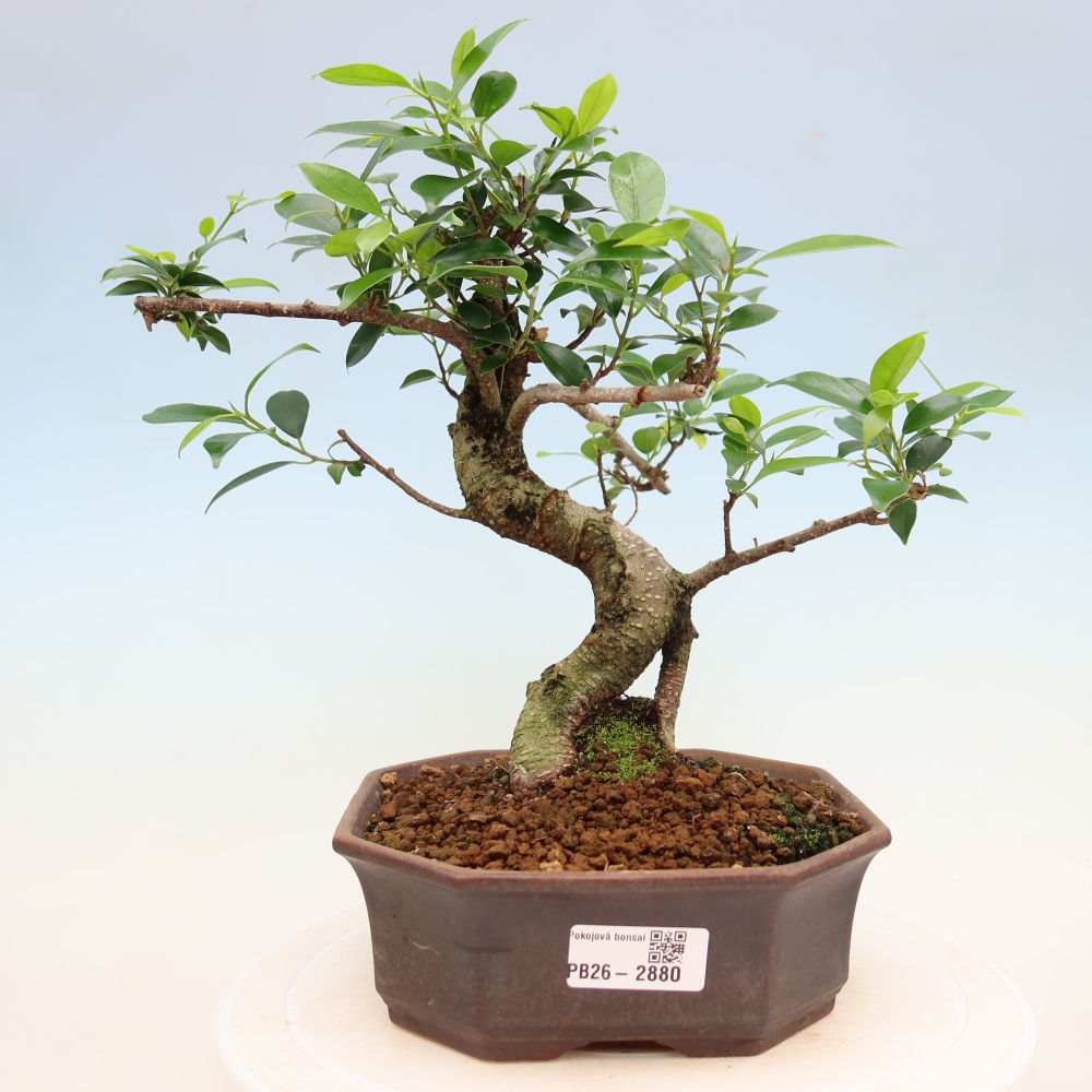 Zimmerbonsai - Ficus kimmen - Kleinblättriger Ficus