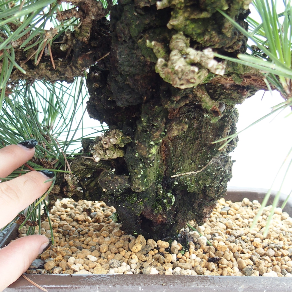 Bonsai im Freien - Pinus thunbergii - Thunbergia-Kiefer