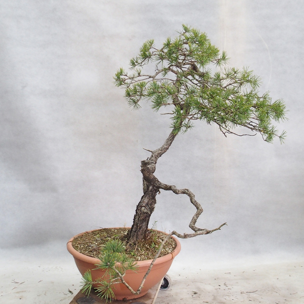 Yamadori - Pinus sylvestris 