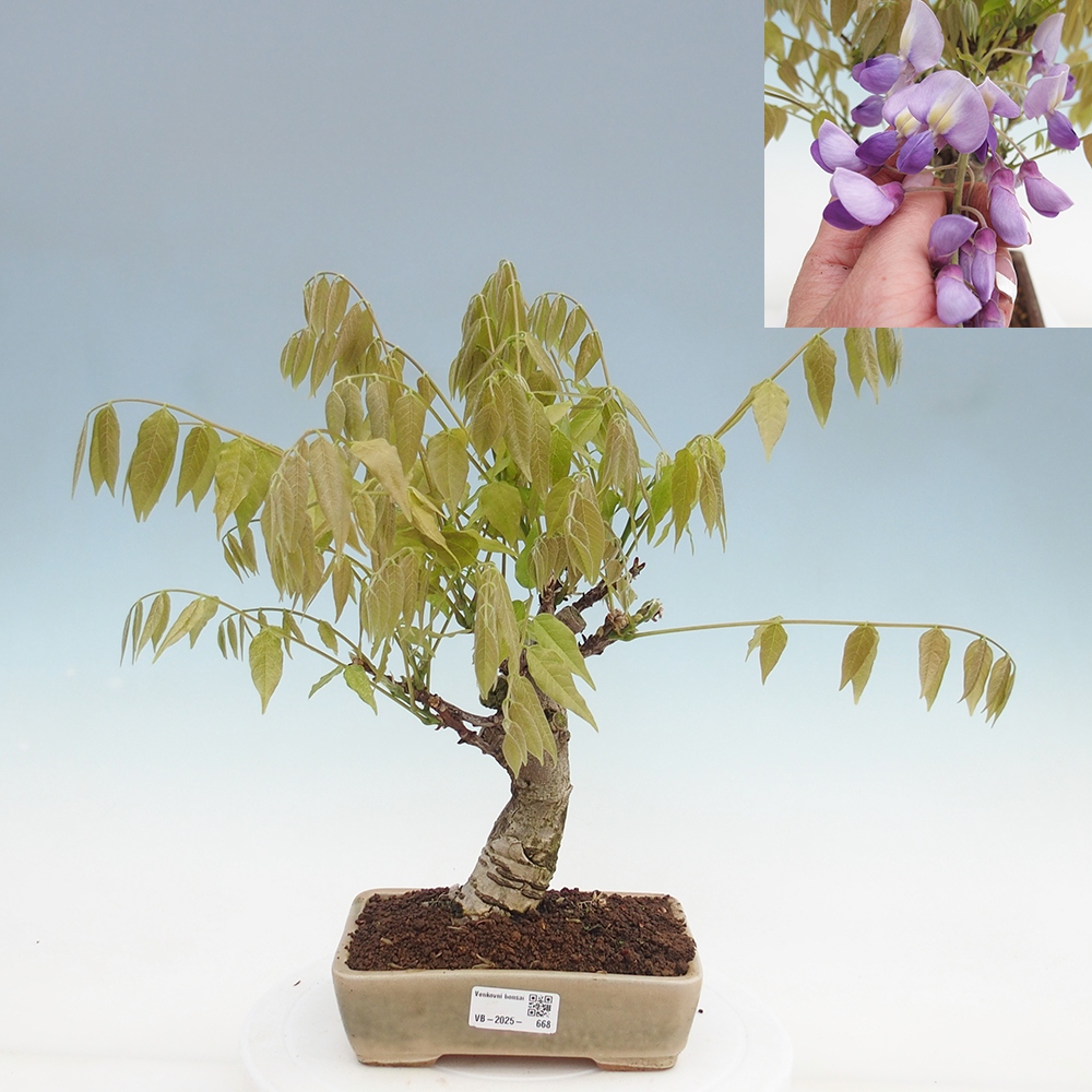 Bonsai im Freien - Wisteria floribunda - Wisteria floribunda