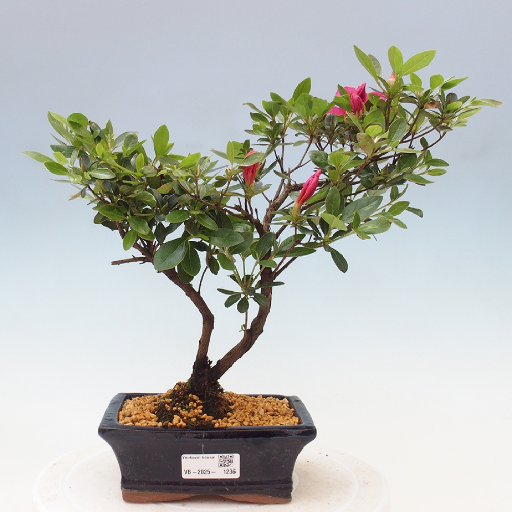 Bonsai im Freien - Japanische Azalee - Azalea sp.