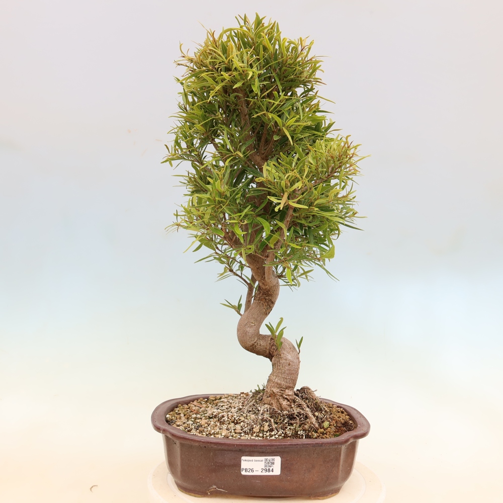 Zimmerbonsai - Ficus nerifolia - Kleinblättriger Ficus