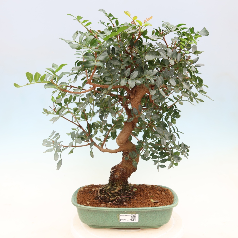 Zimmerbonsai – Pistacia lentiscus – Pistazie