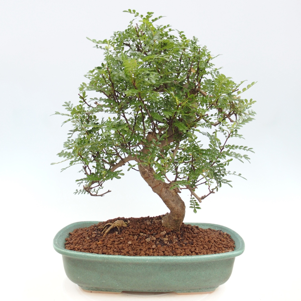 Zimmerbonsai - Zantoxylum piperitum - Pfefferminze