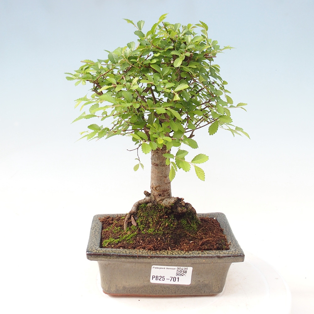Zimmerbonsai - Ulmus parvifolia - Kleinblättrige Ulme