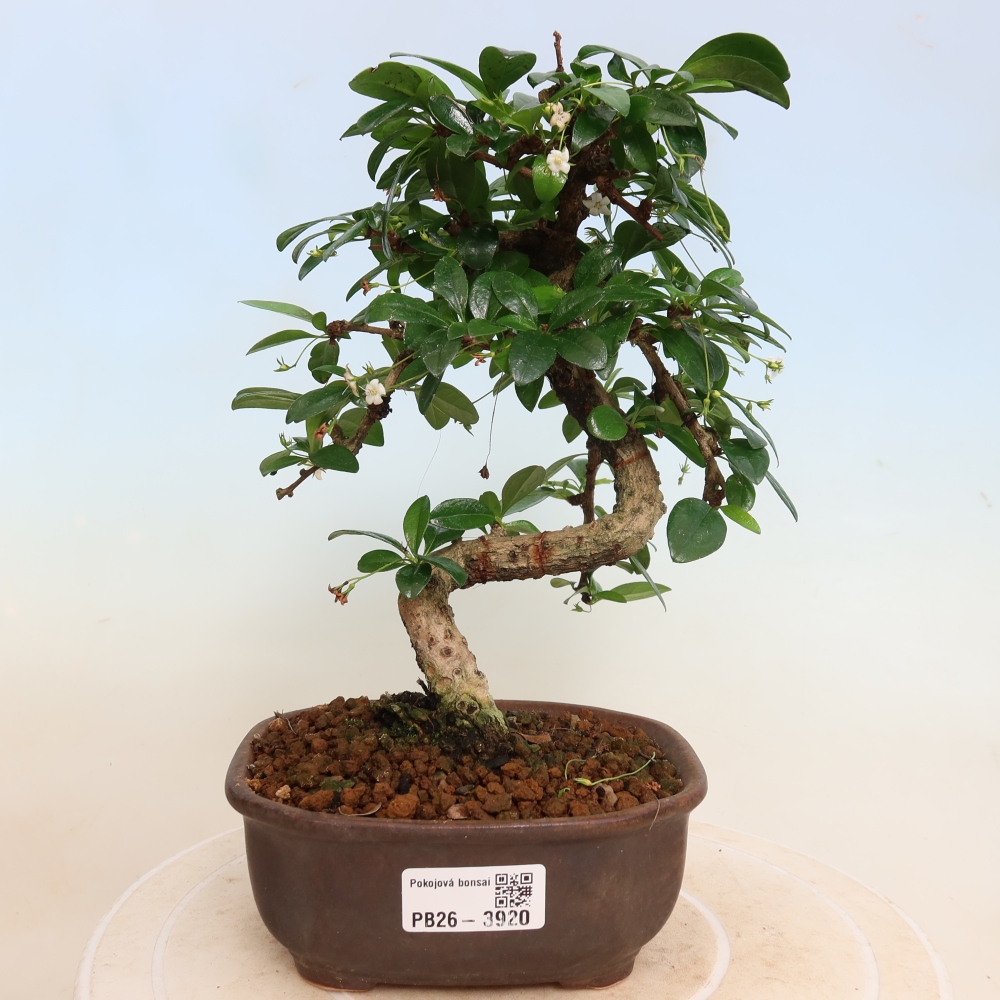 Zimmer-Bonsai - Carmona macrophylla - Tee-Fuki