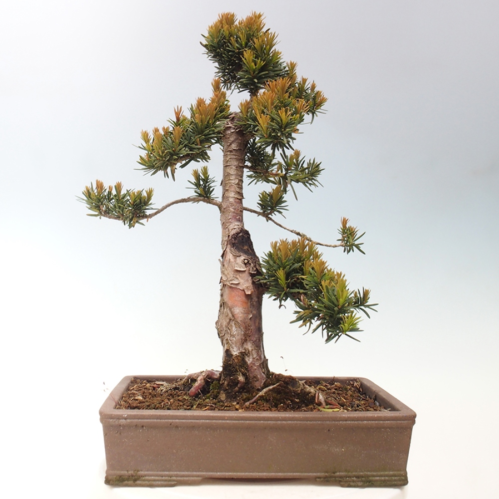 Bonsai im Freien - Taxus cuspidata - Japanische Eibe