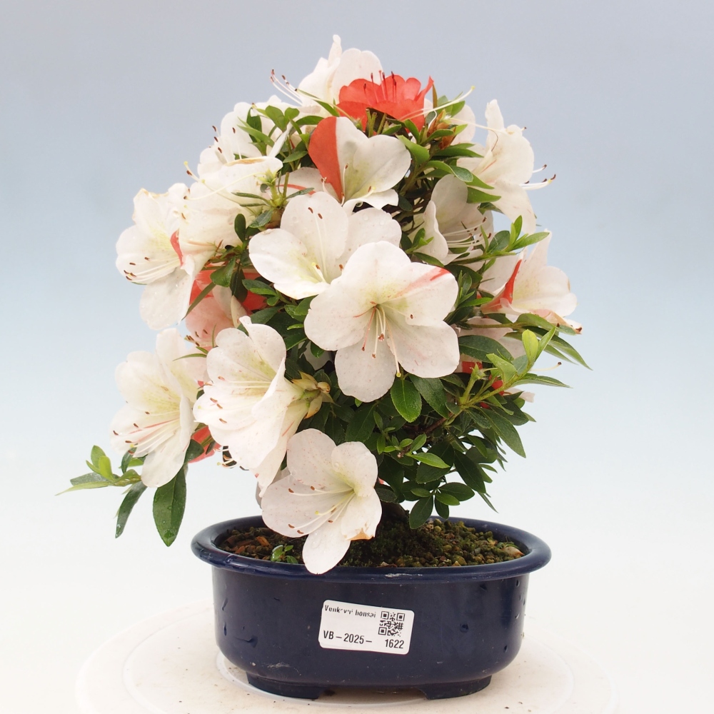 Bonsai im Freien - Japanische Azalee - Azalea Asazakura