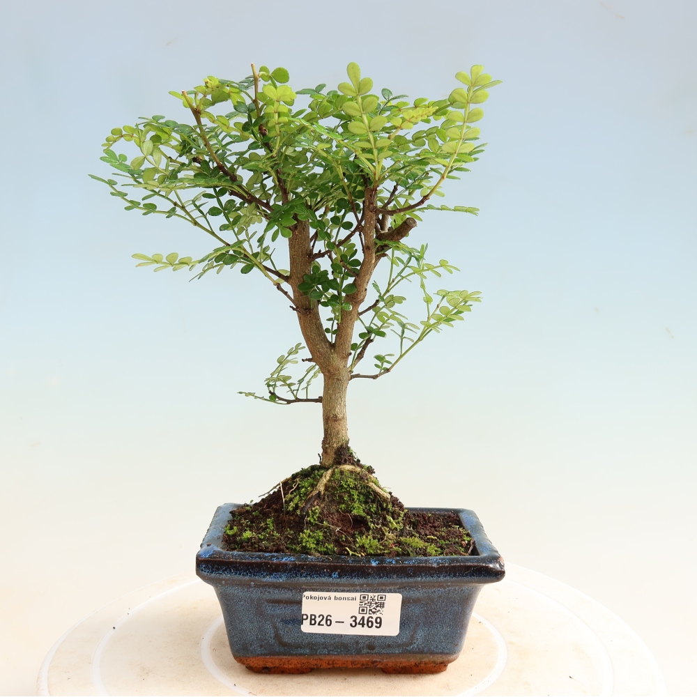 Zimmer Bonsai - Zantoxylum piperitum - Pfefferbaum