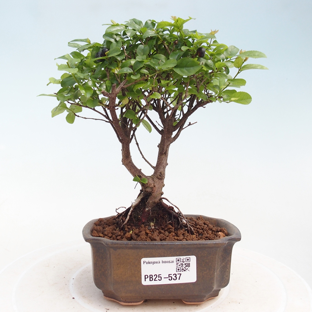 Innenbonsai - Sagerécie Thea - Sagerécie Thea