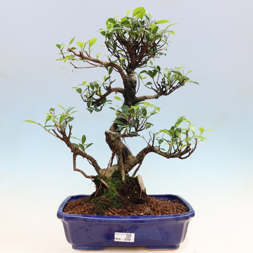 Zimmerbonsai - Ficus kimmen - Kleinblättriger Ficus
