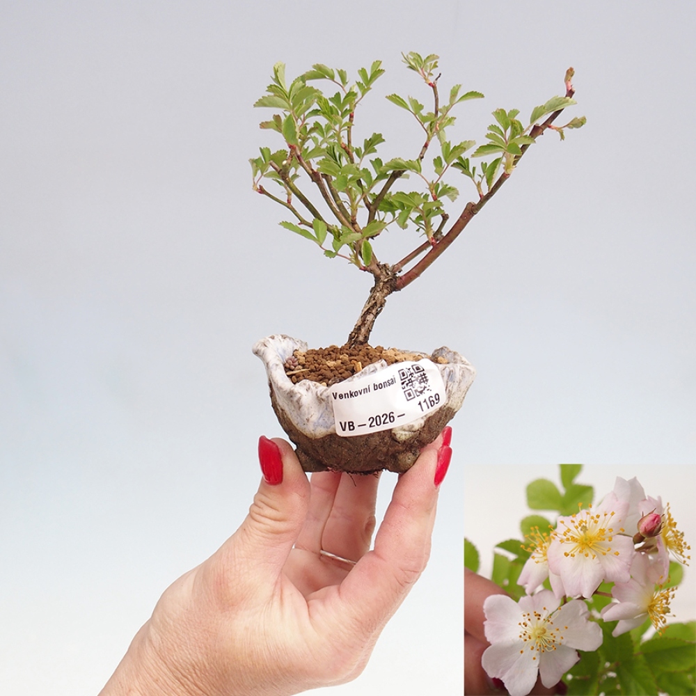 Bonsai für draußen - Rosa sp. - kleinblütige Rose