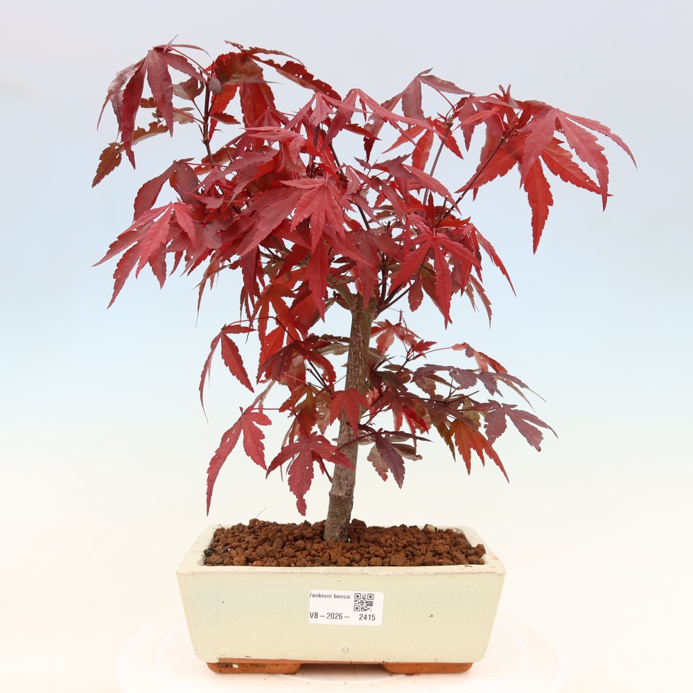 Bonsai für draußen - Acer-Palme. Atropurpureum-Javor palmate