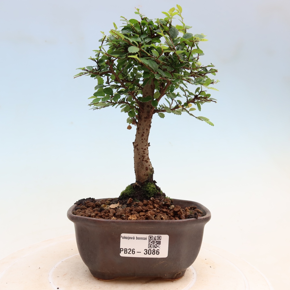 Zimmerbonsai - Ulmus parvifolia - Kleinblättrige Ulme