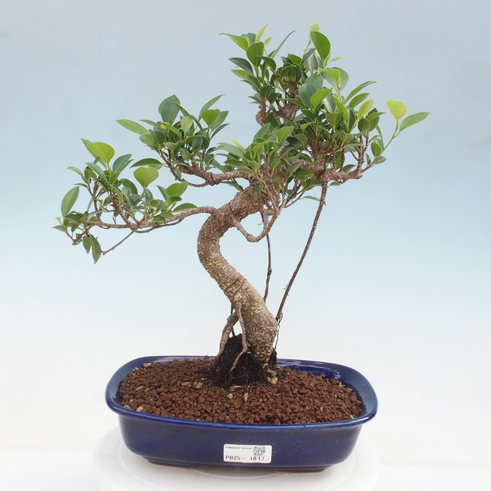 Indoor-Bonsai - Ficus kimmen - kleinblättriger Ficus