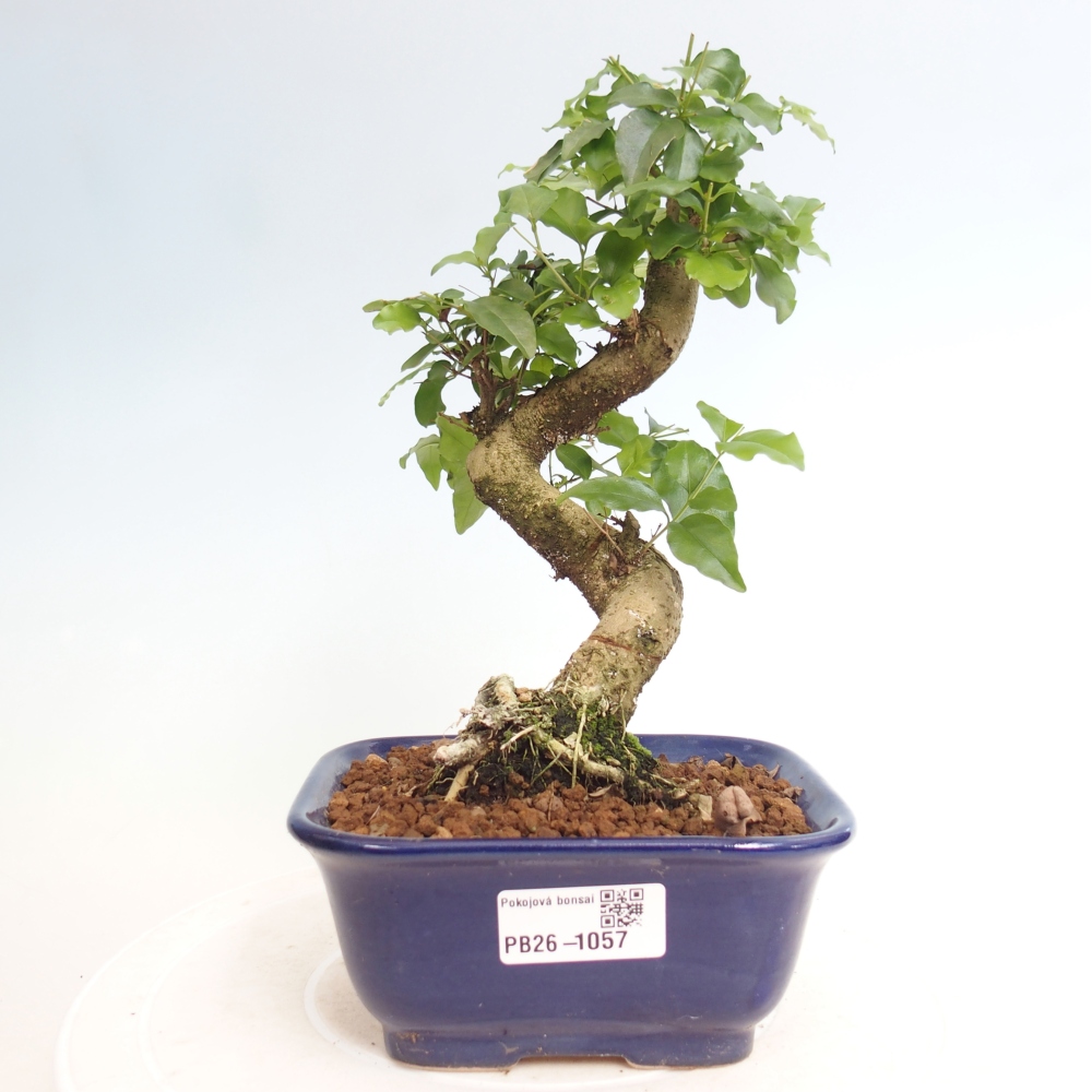 Zimmer Bonsai -Ligustrum chinensis - Vogelschnabel