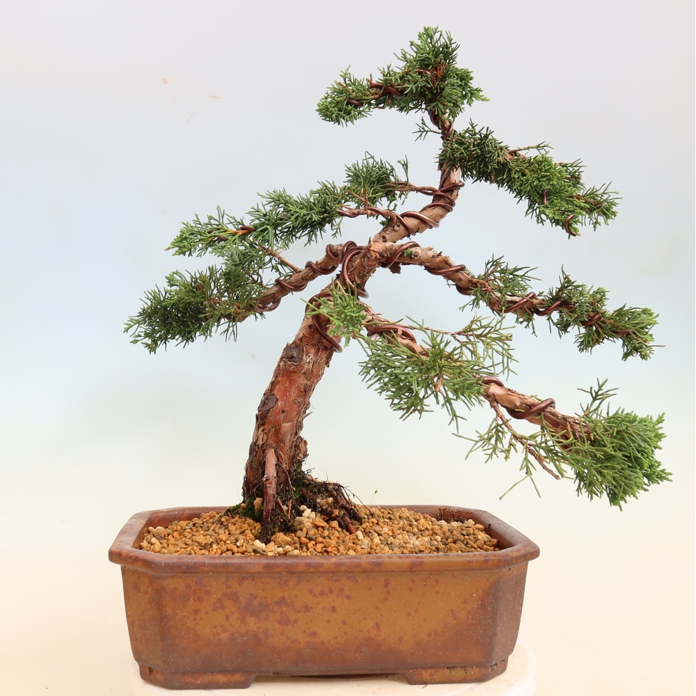 Bonsai für draußen - Juniperus chinensis Kishu
