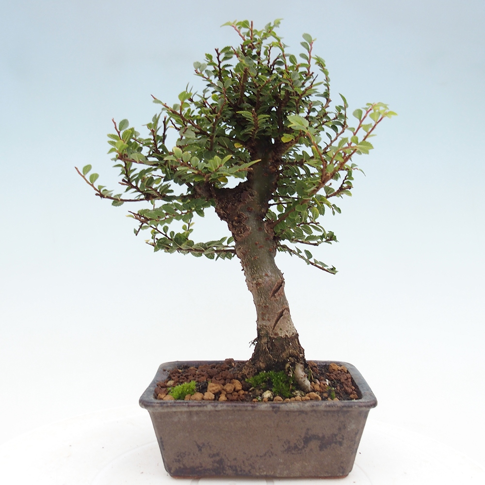 Bonsai im Freien - Ulmus parvifolia Hokkaido - Chinesische Ulme
