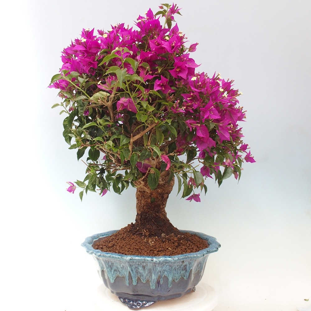 Indoor Bonsai - Bouganwilea
