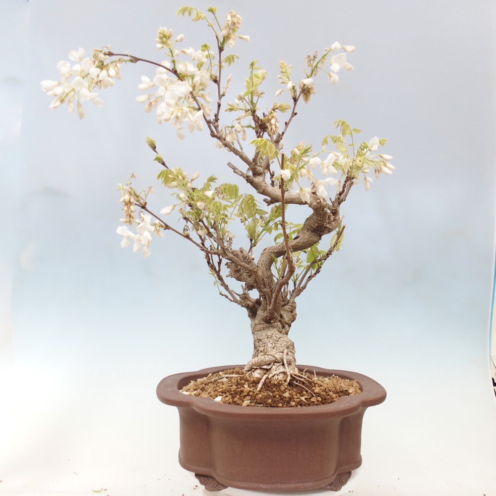 Bonsai für draußen - Vistaria - Glyzinie