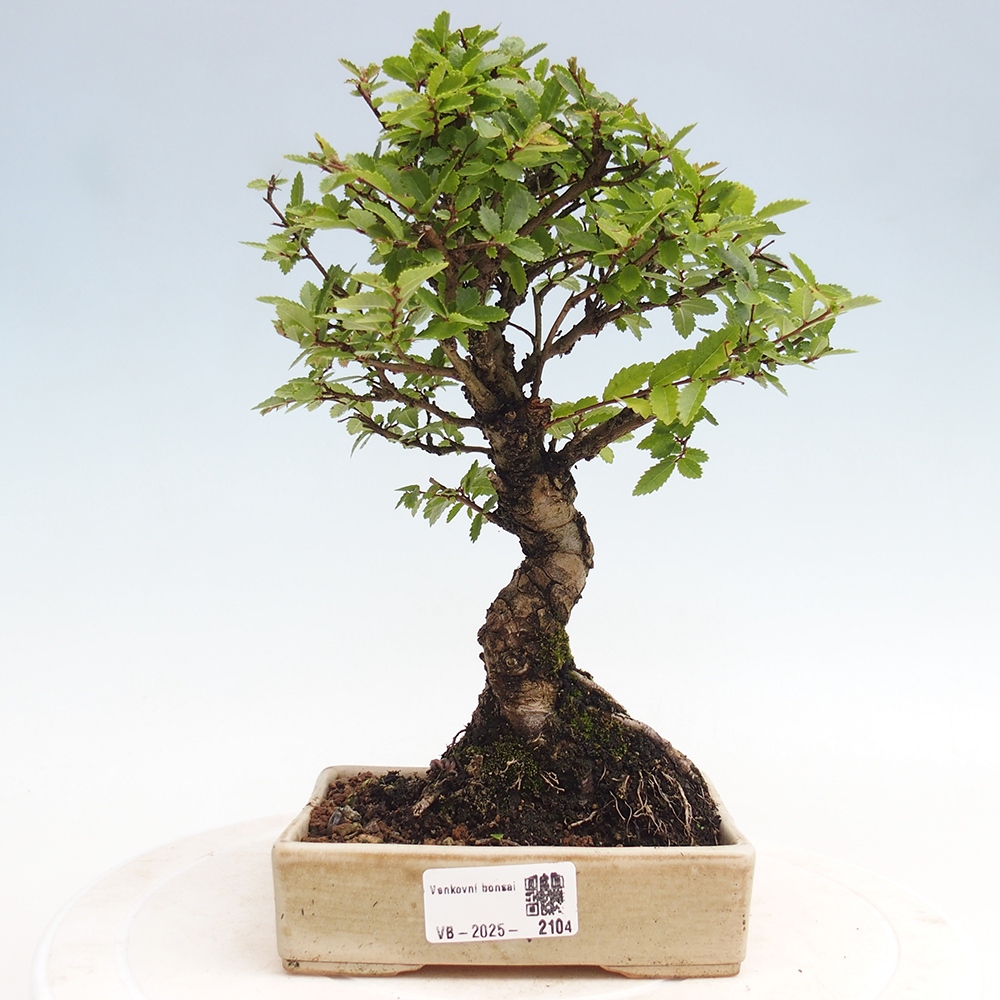 Bonsai im Freien - Zelkova - Zelkova NIRE