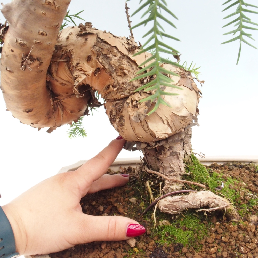 Zimmer Bonsai - Araukarie - Zimmer Fichte