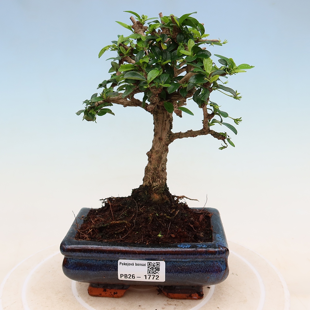 Zimmer-Bonsai - Carmona macrophylla - Tee-Fuki