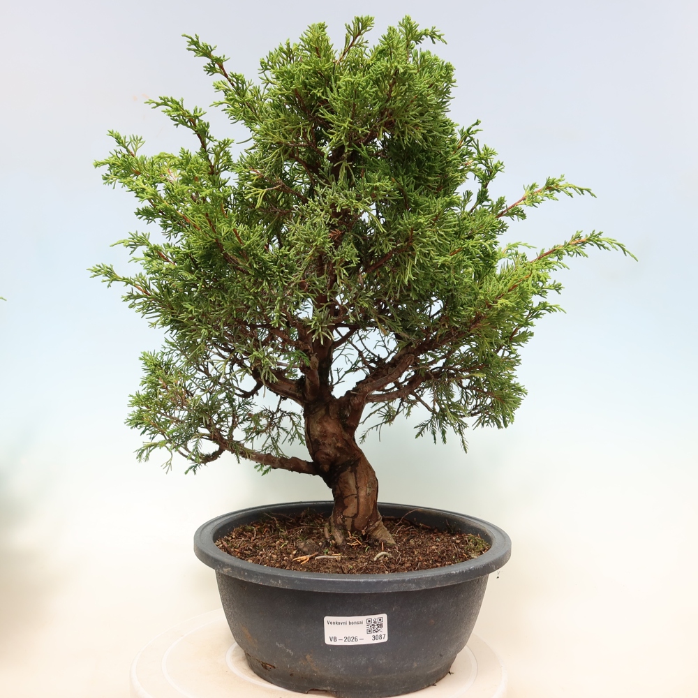 Bonsai für draußen - Juniperus chinensis Itoigawa-Juniperus chinensis