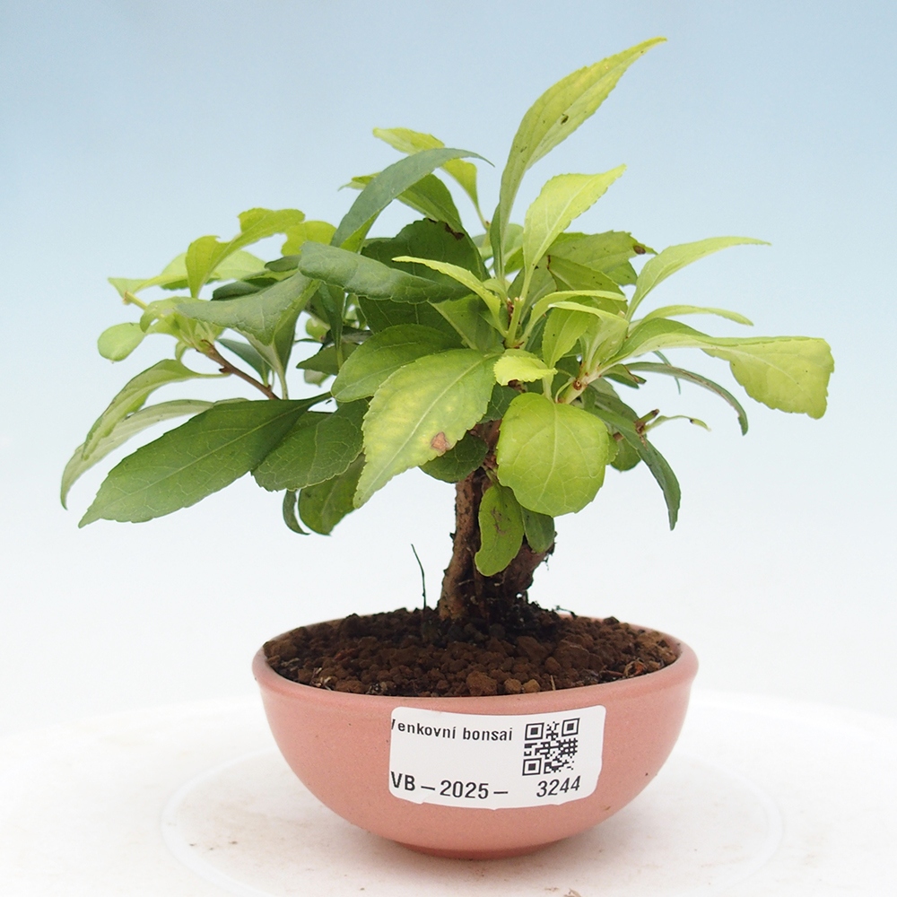Outdoor-Bonsai - Celastrus Jesenec