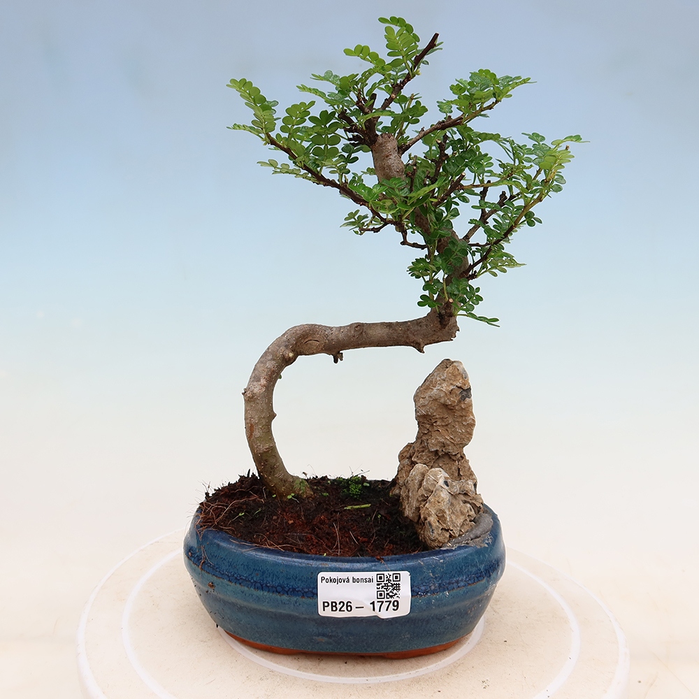 Zimmer Bonsai - Zantoxylum piperitum - Pfefferbaum