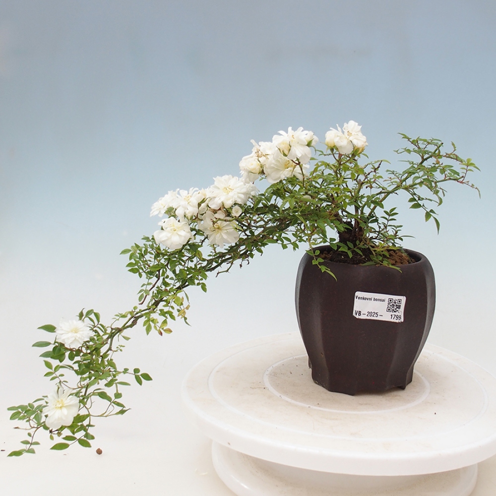 Freilandbonsai - Rosa Sea Foam -  Rose