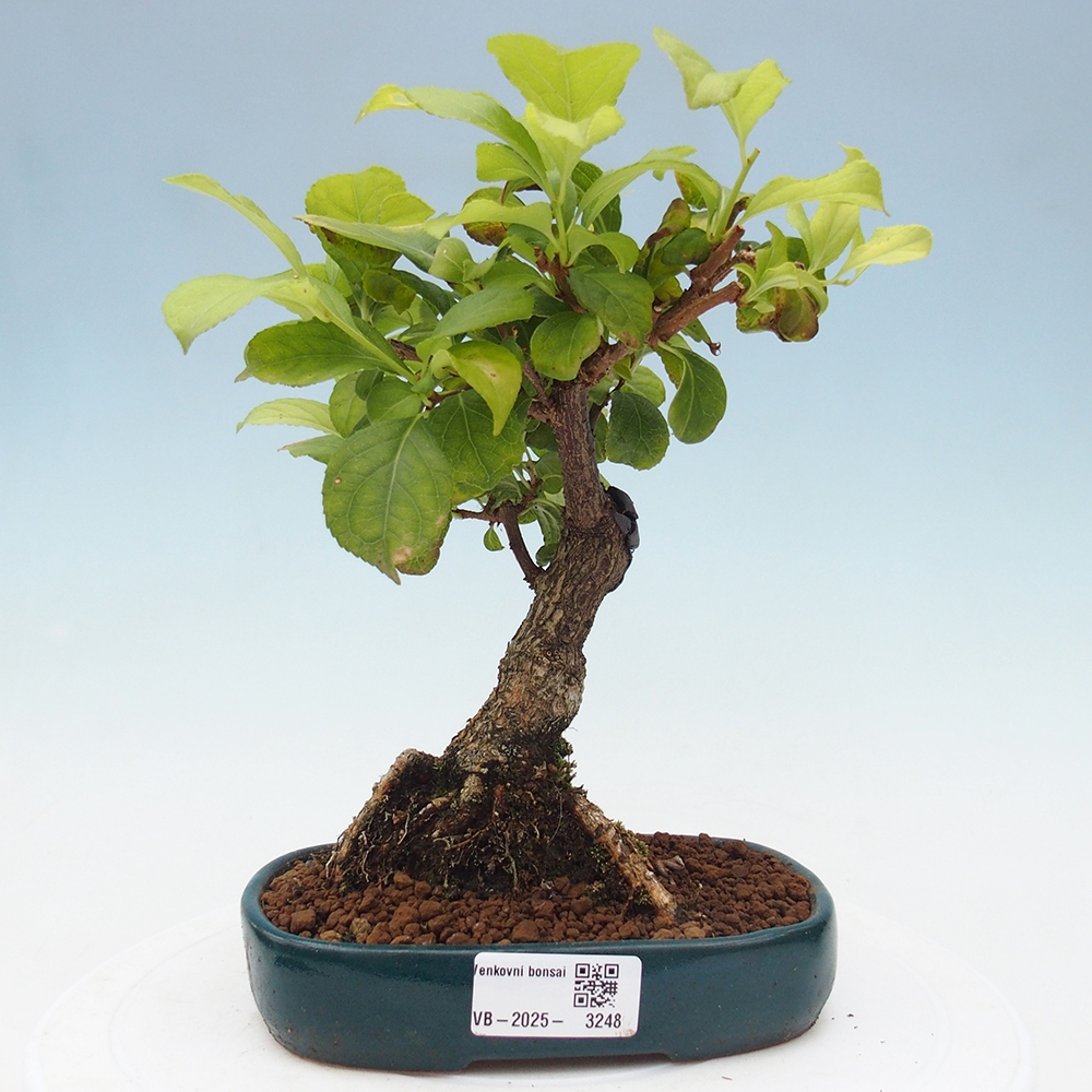 Outdoor-Bonsai - Celastrus Jesenec