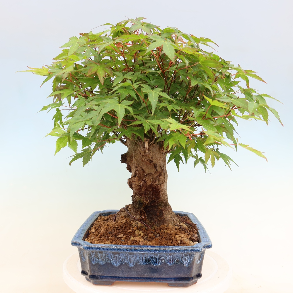 Bonsai für draußen - Ahorn Burger - Acer Burgerianum