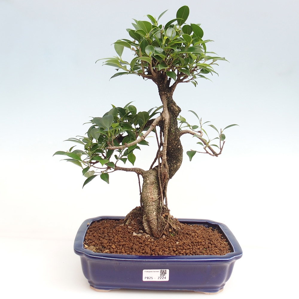 Zimmerbonsai - Ficus kimmen - kleinblättriger Ficus