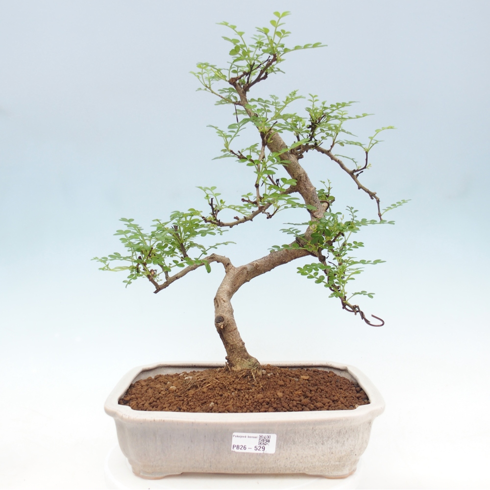 Zimmer Bonsai - Zantoxylum piperitum - Pfefferbaum