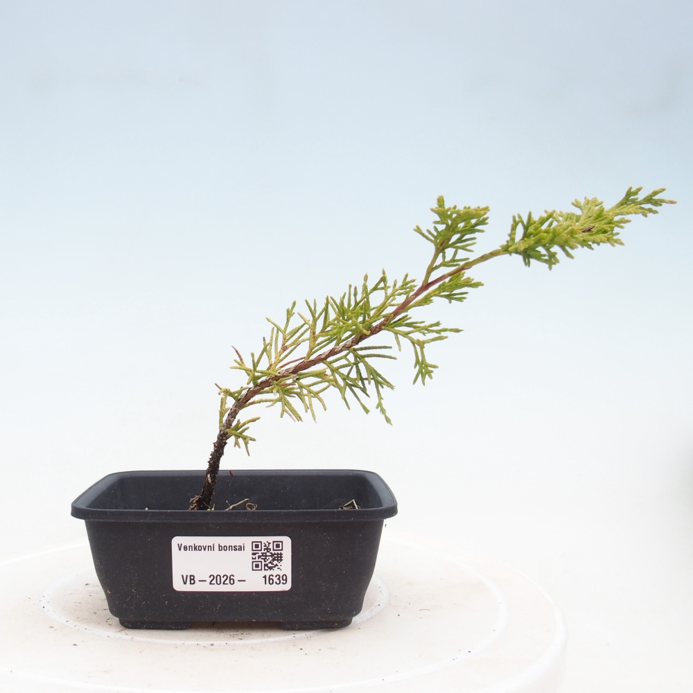 Bonsai für draußen - Juniperus chinensis Itoigawa