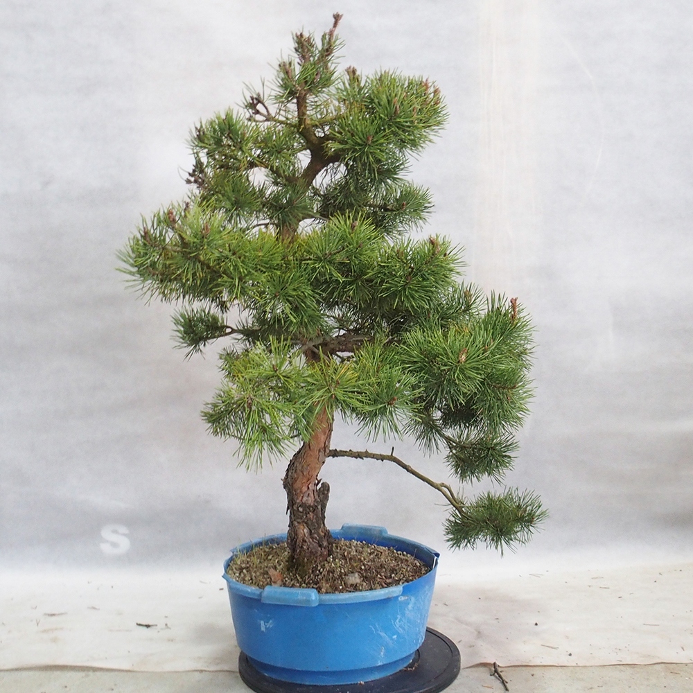 Yamadori - Pinus sylvestris 