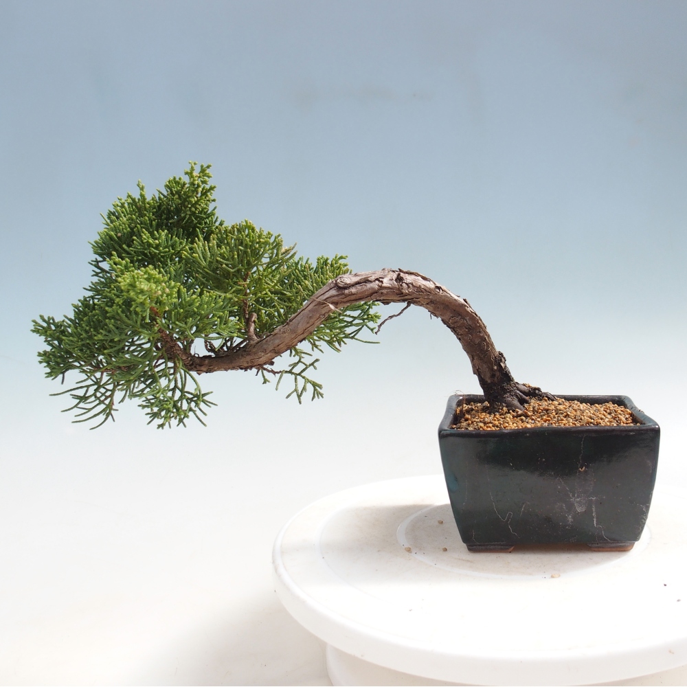 Bonsai für draußen - Juniperus chinensis Kishu