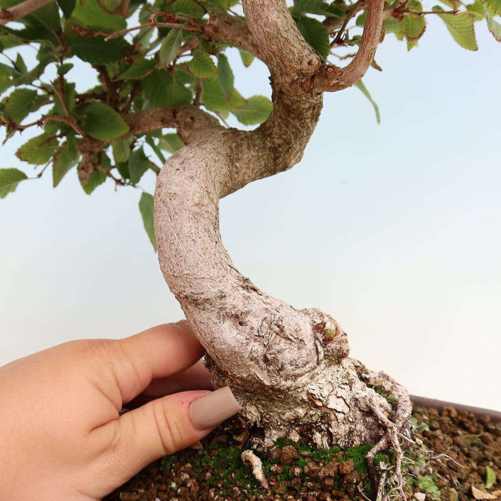 Bonsai für draußen -Carpinus CARPINOIDES - Koreanische Hainbuche