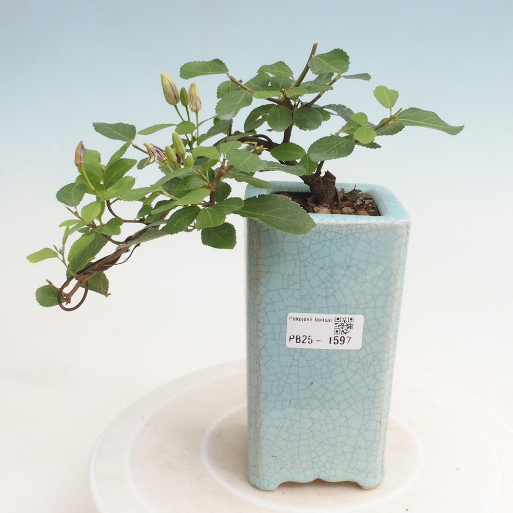 Zimmerbonsai - Grewia occidentalis - Lavendelstern